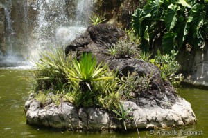 Guadeloupe Août 2015-02733   